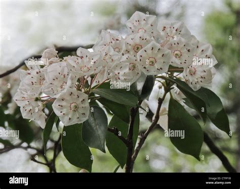 Blossom Of Mountain Laurel Kalmia Latifolia Large Evergreen Shrub