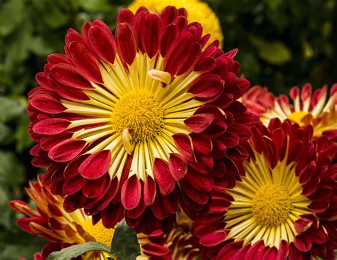 Flickrpneniqf Red Chrysanthemum Longwood Gardens Pa