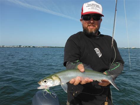 Fly Fishing For Ladyfish An Underrated Species Sarasota Fly
