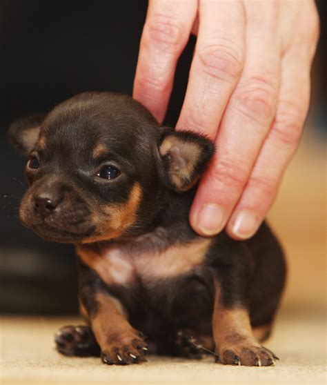 10 Things You Absolutely Must Know Before Getting A Puppy