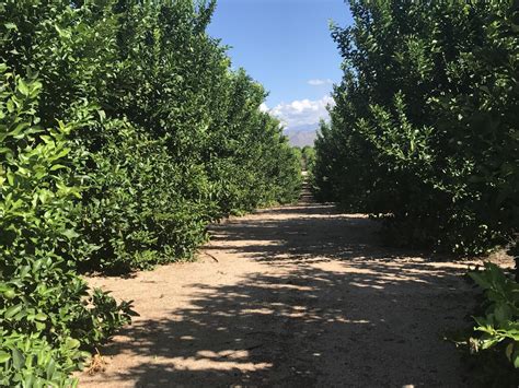 Water Restrictions Hot Temperatures Squeeze Arizonas Lemon Industry