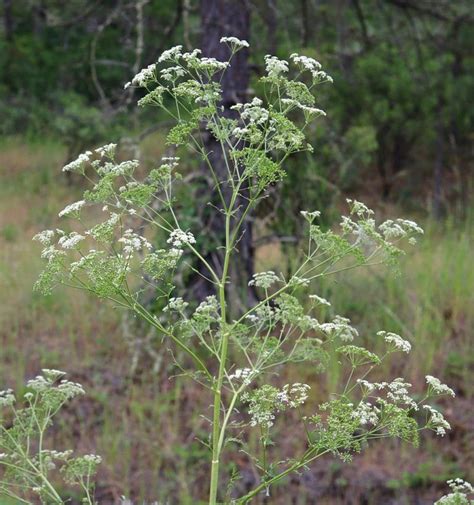 Poison Hemlock How To Identify And Potential Look Alikes
