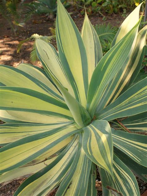 Variegated Elephants Trunk Variegated Fox Tail Agave Variegated