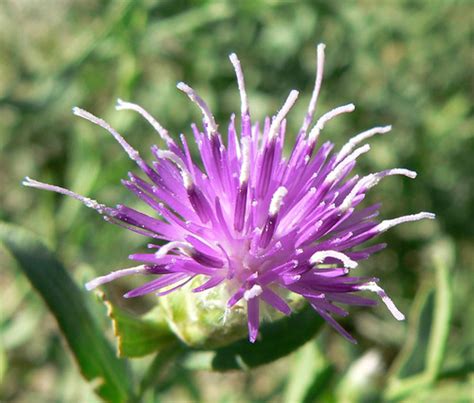 russian knapweed invasive plants of the kaibab national forest · inaturalist