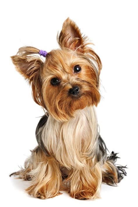 Yorkshire Terrier Breed Characteristics History Appearance