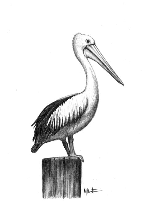 Nextlearn how to draw pheasantnext. pelican drawing for mum by me, max hamilton | Pelican art ...