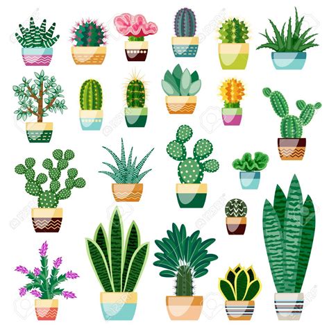 Big Set Of Cactuses And Succulents In Pots Cactuses And Succulents