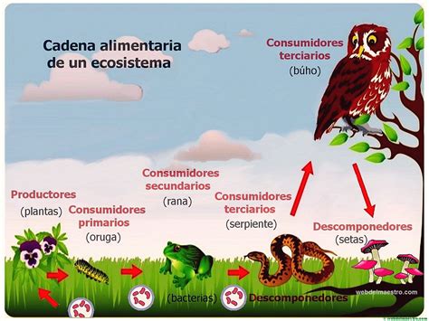 Ecosistema Cadena Alimenticia Web Del Maestro