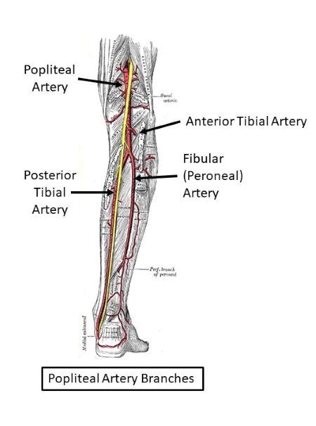 Popliteal Artery Diagram