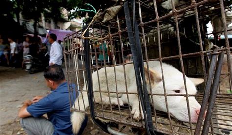 Chinese Dog Meat Festival Underway Despite Outcry National