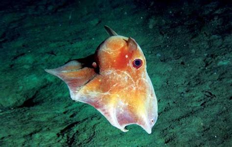 Prominent among its features is its fins that remind us of human ears. The Dumbo Octopus | Sublime Creatures