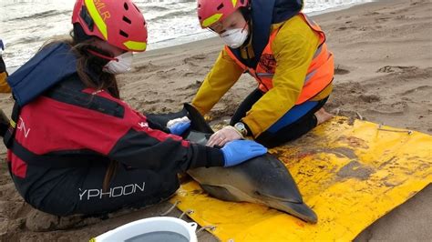 Two Dolphins Rescued At Angus Beach Bbc News