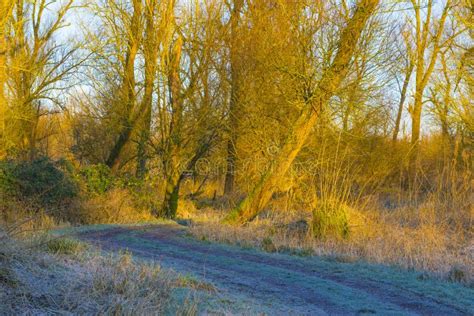 Colorful Deciduous Forest In Frosty Wetland In Bright Sunlight At