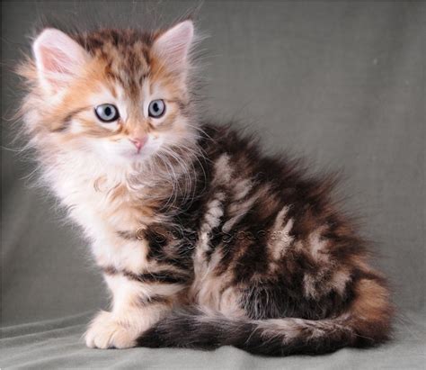 Calico Siberian Kittens