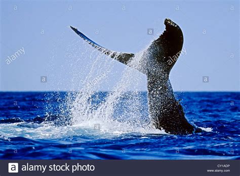 Fluke Of Humpback Whale Megaptera Novaeangliae Hawaii Usa Stock