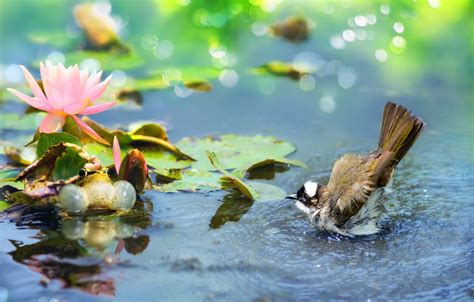 Wallpaper Flower Leaves Water Nature Bird Frog Lotus Bokeh Bulbul Images For Desktop