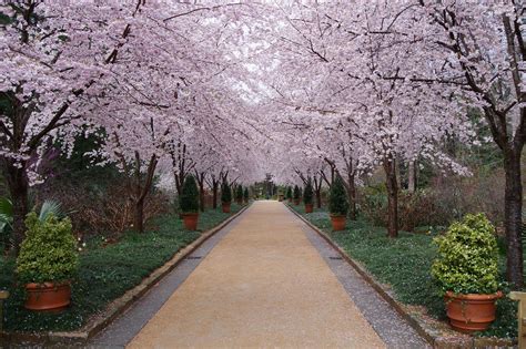 Cherry Blossom Walk T Hoog Flickr