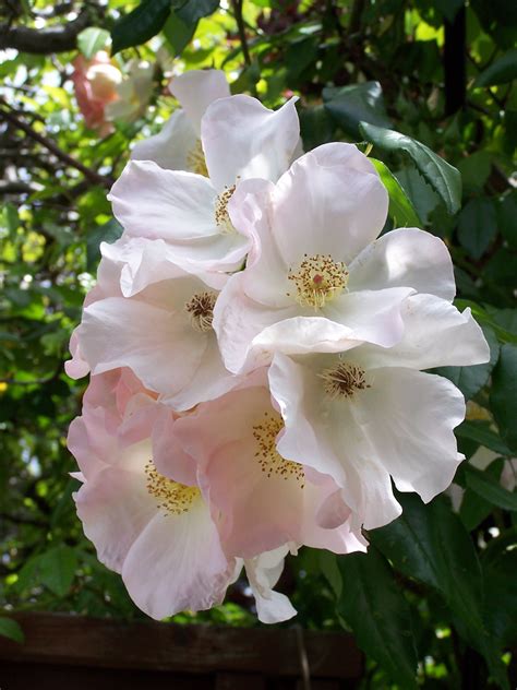 Satisfaction guaranteed · the world's finest roses Sally Holmes, a climbing rose I grow at both my homes. It ...