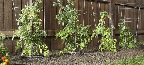 Select And Grow Tomato Plants
