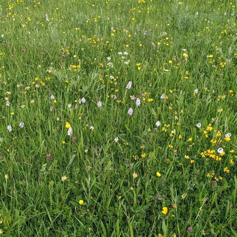Dorsetsomerset Meadow Seed Mix British Wildflower Seeds British