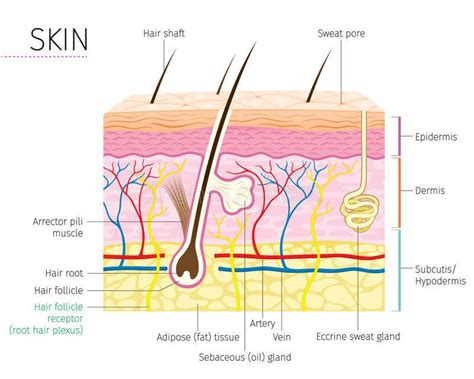 Skin tags can vary in appearance (smooth, irregular, flesh colored, dark pigment, raised). Diagram of the skin