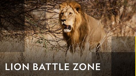 Lion Battle Zone Az Movies