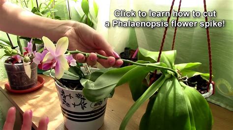 How To Care For Orchids After Blooms Fall Video Dailymotion