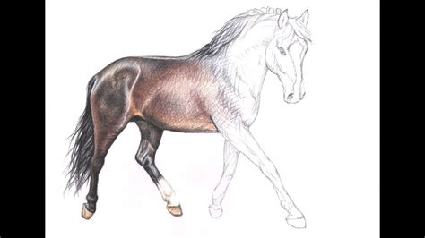Wie zeichne ich ein Pferd - How to draw a horse - YouTube