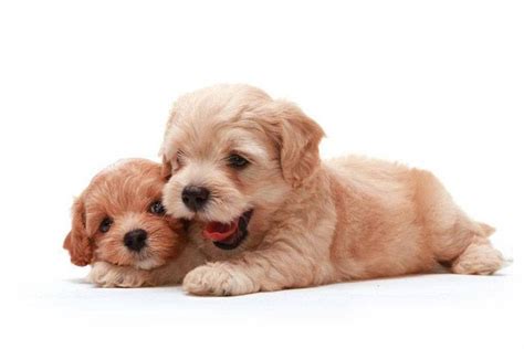 Cute Boy Puppy Names Perfect For Your Adorable Male
