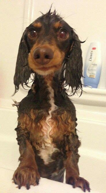 Best baby bathtubs most adorable baby bathtub : Pin by Ryan McVey-Crawford on Dogs (With images ...