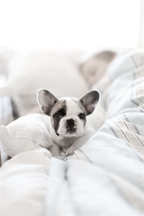 In fact, you may even be able to find a black and white frenchie puppy in a rescue center. french bulldog puppy on Tumblr