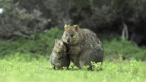50 Animal Parents With Their Animal Babies
