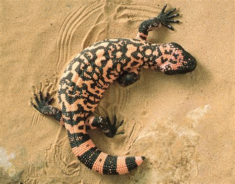 These can be simple splotches of color, or they can be. Gila Monster Facts, Habitat, Adaptations, Pet Care, Pictures