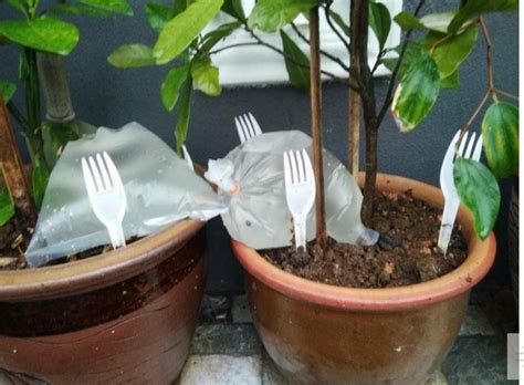 Nah, pada artikel ini saya akan membahas pengalaman cara. Tinggalkan Bungkusan Air Dalam Pasu, Tip Supaya Tanaman Tak Layu Bila Balik Kampung - Hiburan Kini