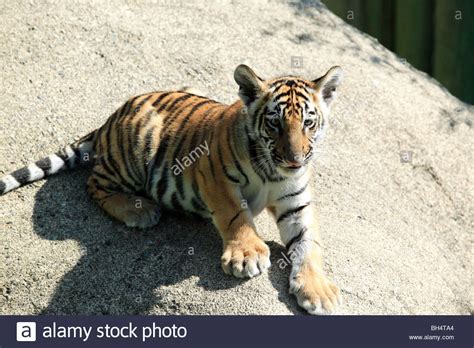 A Young Bengal Tiger Cub Posing At Cougar Mountain Zoo Stock Photo Alamy