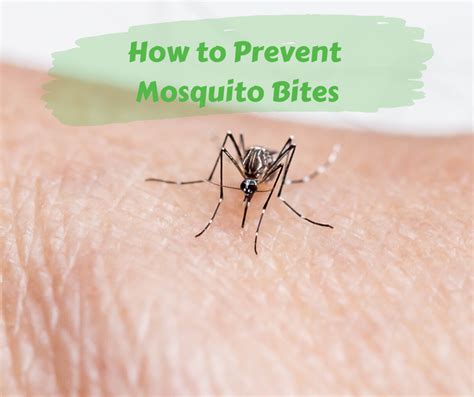 How To Prevent Mosquito Bites Maggies Farm
