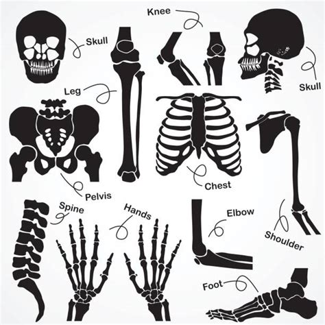 2100 Human Skeleton Hand Cartoon Illustrations Royalty Free Vector