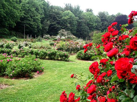 Pardee Rose Gardens Visit Ct