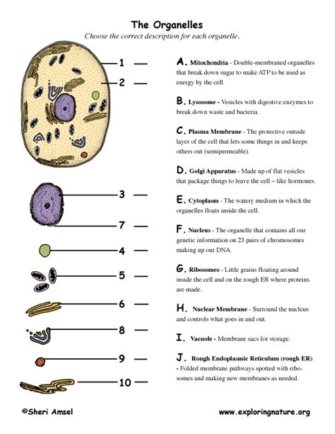 Parts Of A Cell And Their Functions Chart