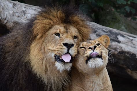 Photo Lions Lioness Funny Two Tongue Animals 4875x3250