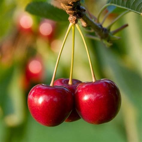17 Different Types Of Cherries To Cook With Or Eat Fresh