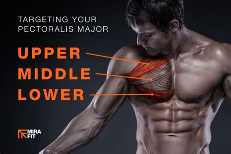 Best Exercises For Targeting Your Upper Middle And Lower Chest Mirafit