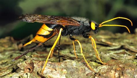 The World Of Wood Wasps And Horntails Earth Life