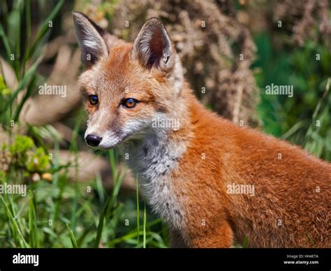 Juvenile Red Fox Vulpes Vulpes Stock Photo Alamy