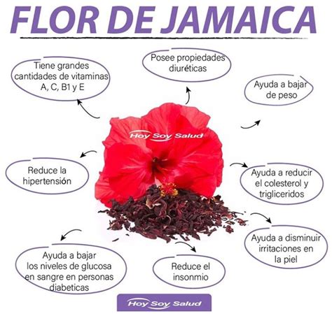 Sint Tico Foto La Flor De Jamaica Se Echa A Perder El Ltimo