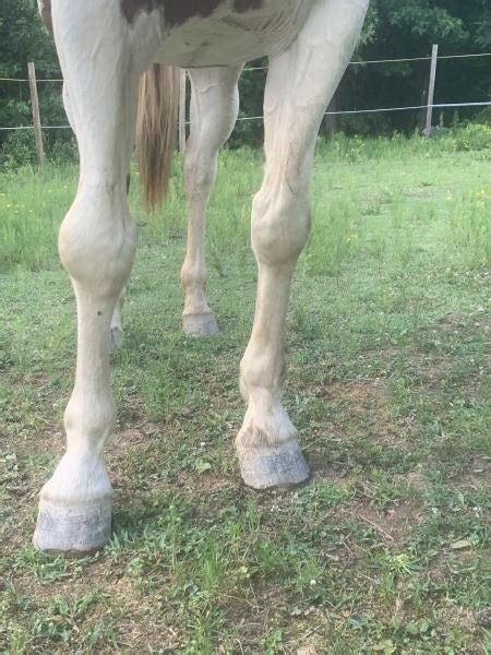 Swollen Knee The Horse Forum