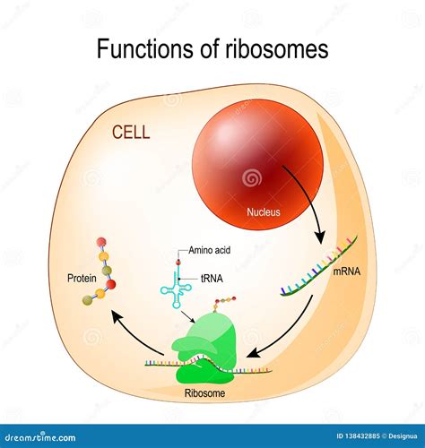 Function Of Ribosomes Stock Vector Illustration Of Biotechnology