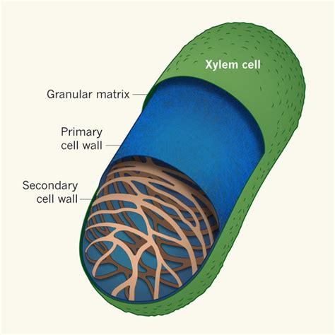 Building A Secondary Cell Wall The Cell Wall Of Plant Xylem Cells A