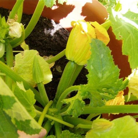 Most sources suggest storing fresh zucchini in the fridge. How Long Does It Take to Grow Zucchini? | Hunker | Growing ...