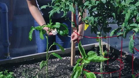 Care Tips For Tomato Plants Youtube